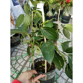 Tiêu xanh  Bình Thuận... đang trái