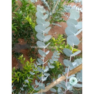 500.HẠT Hạt Giống Cây Lá Bạc Silver Dollar (| -KD: B21*V72)