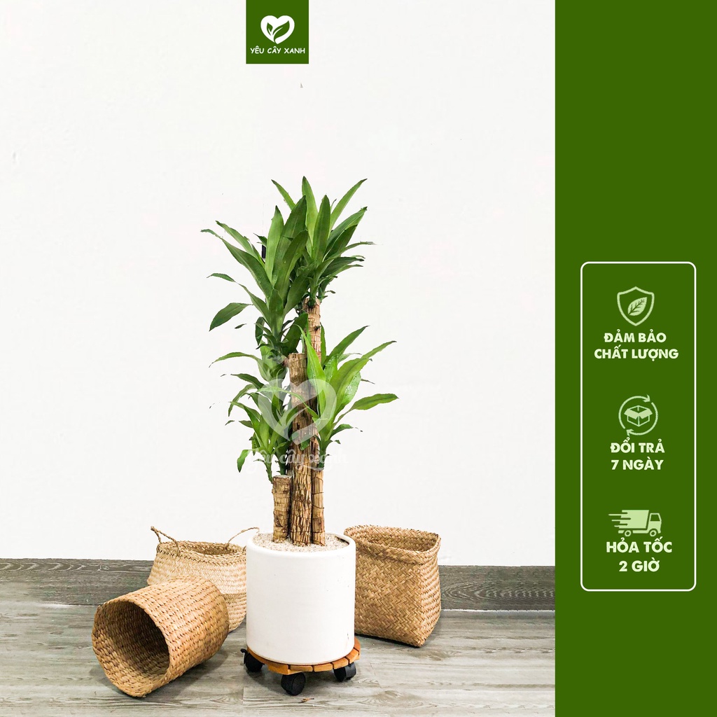 Cây Thiết Mộc Lan 5 Nhánh đại diện cho ngũ hành