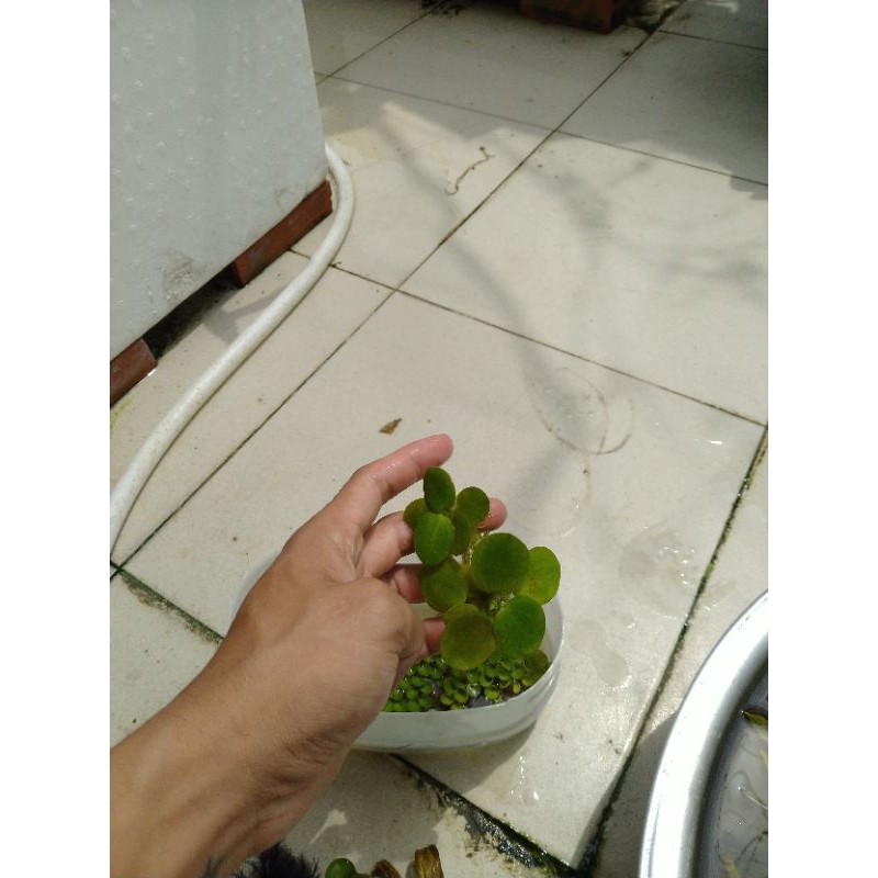 combo 4 loại bèo siêu lọc nước