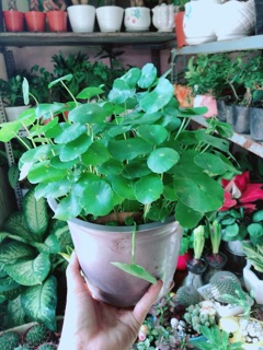 Cỏ Đồng Tiền