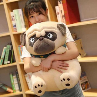Chó Bông Mặt xệ Pug