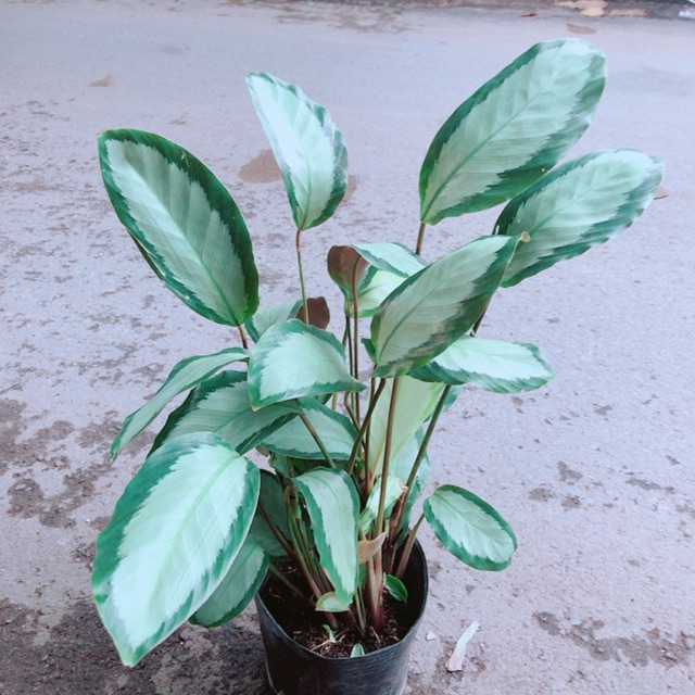 Đuôi Công Trắng