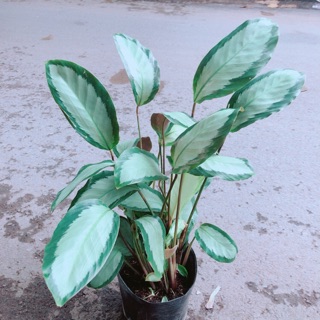 Đuôi Công Trắng