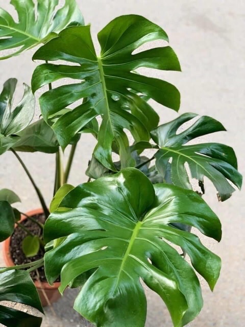 Trầu bà xẻ Monstera