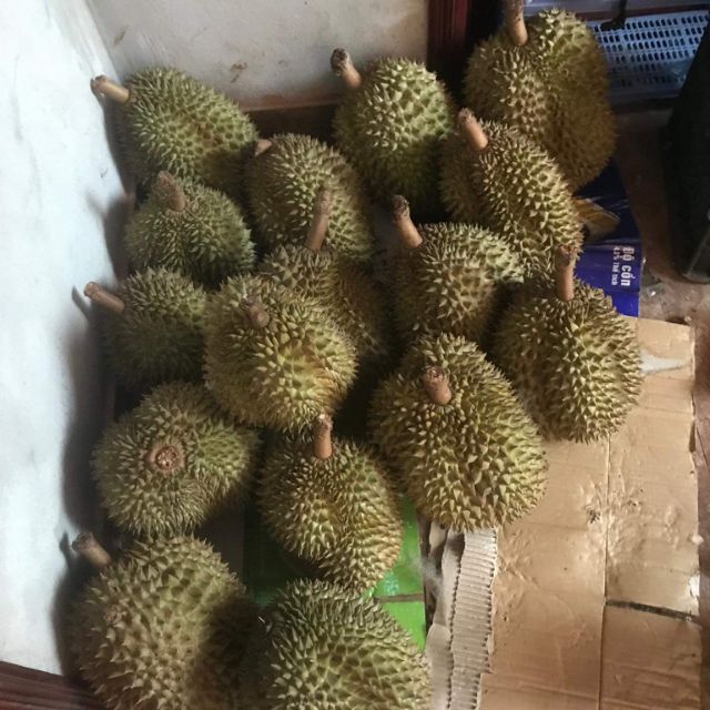 SẦU THÁI HẠT LÉP 5501