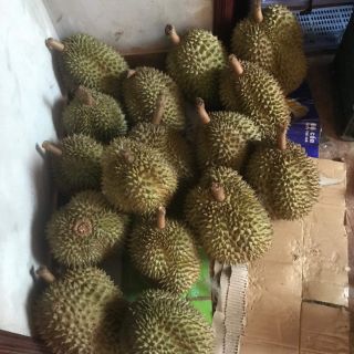 SẦU THÁI HẠT LÉP 5501