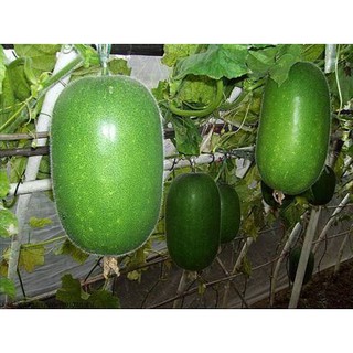 Hạt Giống Bí Xanh Đài Loan