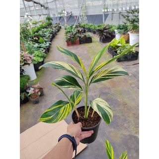 Chậu cứng riềng var - Variegated Shell Ginger