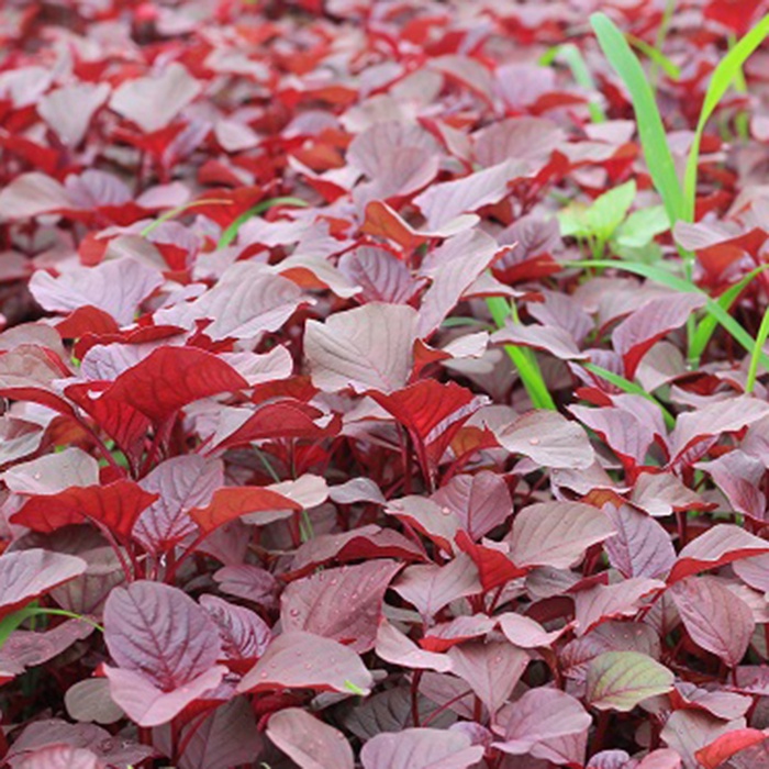 Hạt Giống Rau Dền Đỏ | SL: 10 GRAM