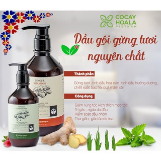 Combo Dầu Gội - Xả Gừng Tươi Cocayhoala Kích Thích Mọc Tóc 500ml