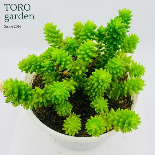 Sen đá sedum rong biển Đà Lạt size trung bình cây cảnh trang trí nhà cửa Toro garden