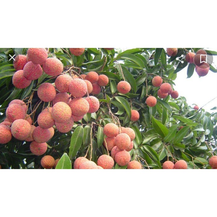 Vải thiều tươi TRỨNG TRẮNG THANH HÀ thượng hạng - 1kg -hàng loại 1 ngon ngọt | BigBuy360 - bigbuy360.vn