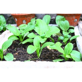 Hạt giống cải ngọt cọng xanh 🌱