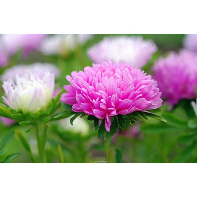 Hạt giống hoa Cúc mâm xôi hay còn gọi đại cúc, cúc đại đóa (danh pháp hai phần: Chrysanthemum morifolium