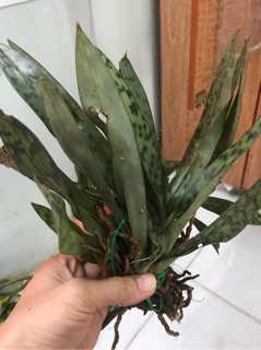 combo 10 cây Lan hài