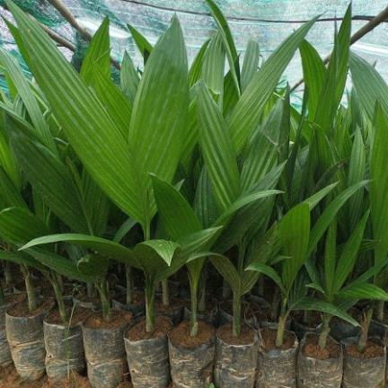 combo 100 cây cau tứ quý cao 30-40cm tuy thời điểm cau cao sản sieu trái năng xuất cao thích hợp mọi khí hậu