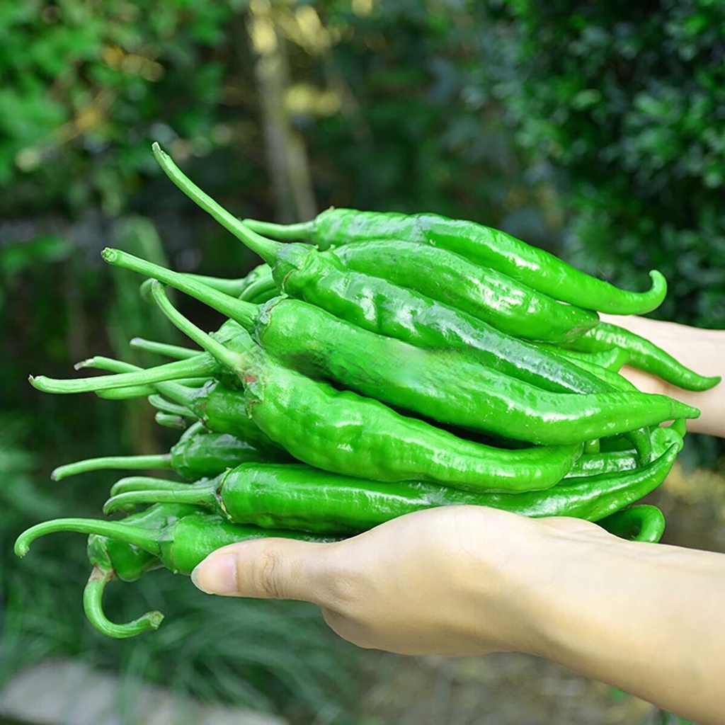 Hạt giống ớt ngọt trái dài- rau củ quả chịu nhiệt bốn mùa, trồng chậu ban công ngon giòn ngọt nảy mầm cao 0,5g RADO 539