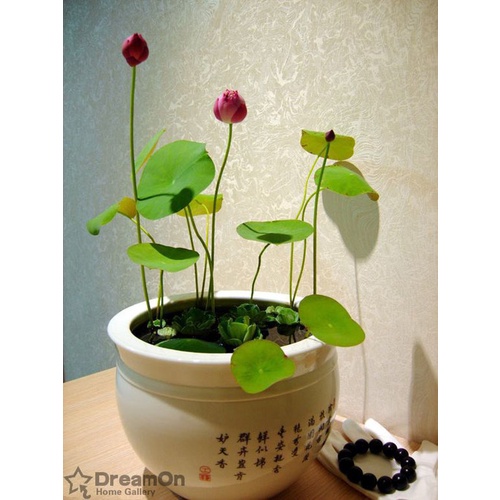 Sen Mini Full Màu Chịu Nhiệt - TẶNG KÈM THUỐC KÍCH MẦM SIÊU TỐC