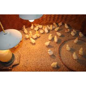 (bán buôn -bán sỉ)kiện 50 gói Úm gia cầm gói 10g. Úm gà, vịt,ngan,ngỗng,cút con,.