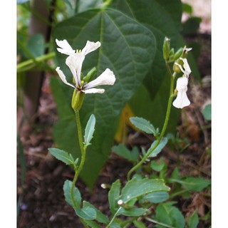 Hạt giống rau Cải Wild Rocket (Rau xà lách arugula) nhập Thái Lan nguyên gói