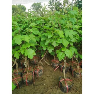 Cây giống nho ngón tay