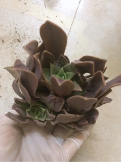 Aeonium tím hồng