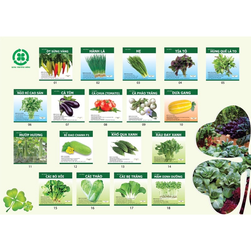 HẠT GIỐNG RAU ĂN LÁ CÁC LOẠI - DỄ TRỒNG - VEGETASHOP - NĂNG SUẤT CAO, TỈ LỆ NẢY MẦM TỐT - HẠT GIỐNG KING PHƯƠNG ĐÔNG