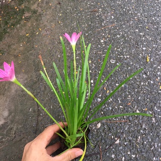 Cây Hoa Tóc Tiên (Cây Huệ Mưa) Trồng Sẵn,Dễ Chăm,Dễ Sống