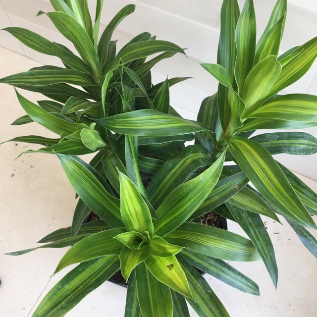 Cây trúc bách hợp (phát tài )