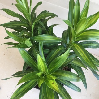 Cây trúc bách hợp (phát tài )