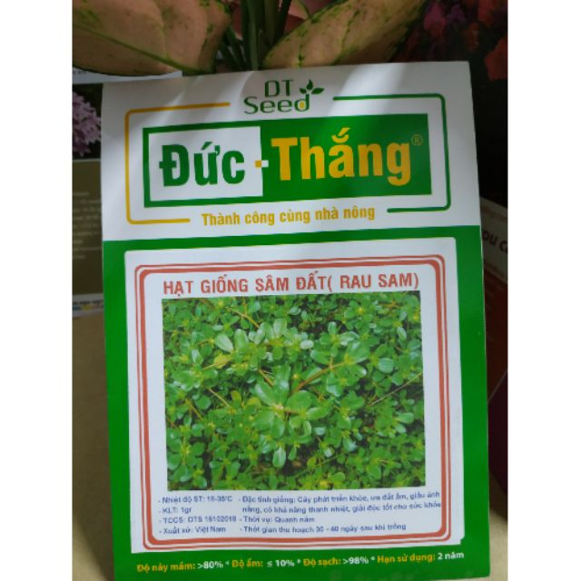 HẠT GIỐNG SÂM ĐẤT ( RAU SAM) - Rau củ quả trồng tại vườn, sân thượng, nông trang, ban công