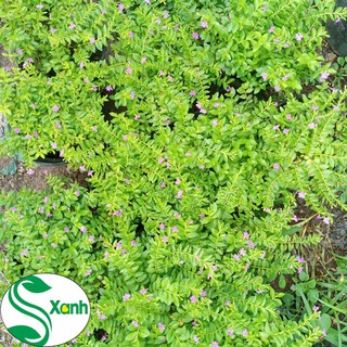 Hoa cây cảnh Cẩm Tú Mai