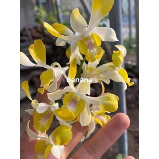 Banana Cây hoa lan nắng  hoa thơm đứng ngọn