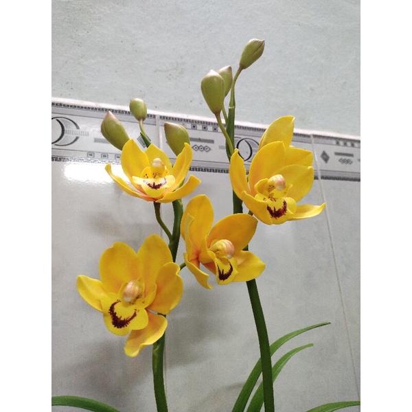 Hoa địa lan đất sét