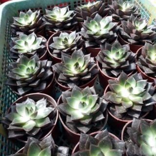 .💕🌱  Sen đá nâu.💕🌱