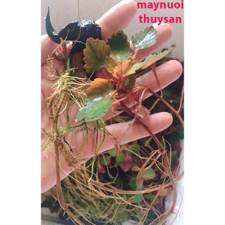 200 Cây ấu giống