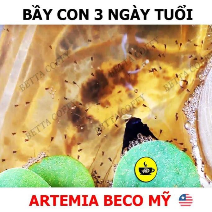 Vợt Lọc Artemia Loại 2 - Lưới dày hơn - Cán Nhỏ Hơn - BETTA COFFY