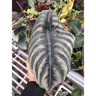 chậu alocasia cuprea môn rồng đỏ
