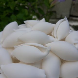 Khuôn nui sò to trơn