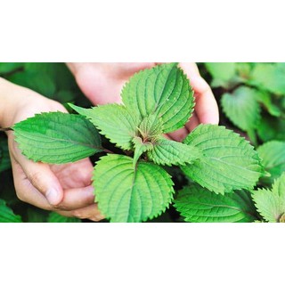 Kinh giới cay - Oregano