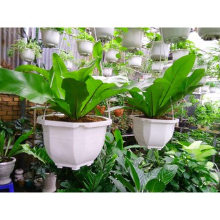 Cây Tổ Phụng