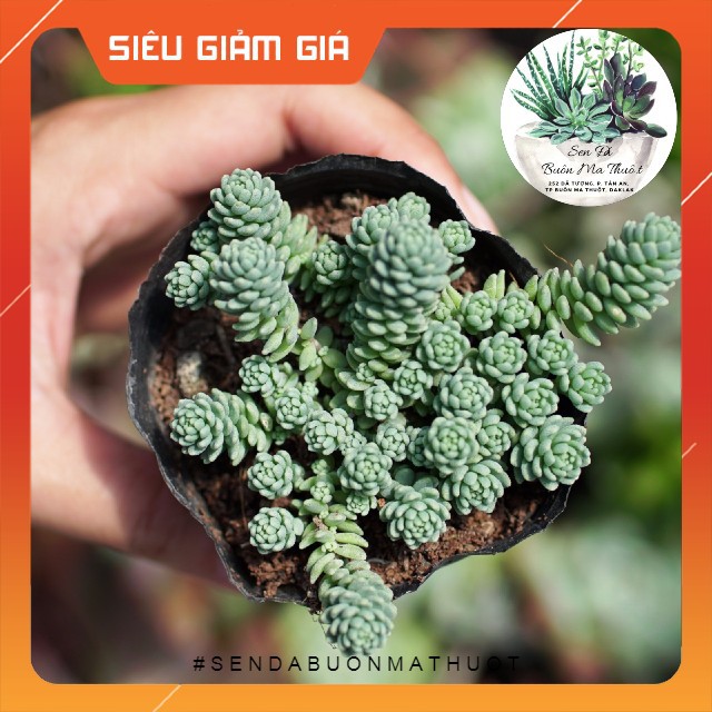 SEN ĐÁ SEDUM HOA HỒNG 🧚[SIÊU ĐẸP]🧚 - SEN ĐÁ BUÔN MA THUỘT