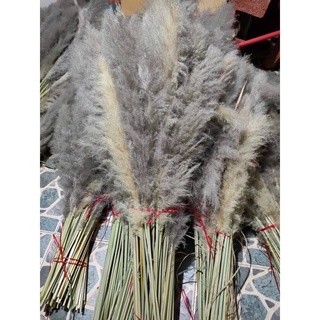 Cỏ Lau Khô Trang Trí Decor
