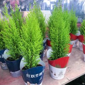 50 hạt giống cấy tùng kim