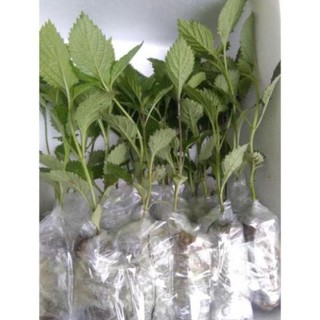 👉🌱🌱🌱👍 Combo 5 cây đuôi chuột hoa tím (Cây mạch lạc)