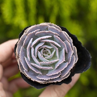 Sen đá bắp cải hàn 5-7cm