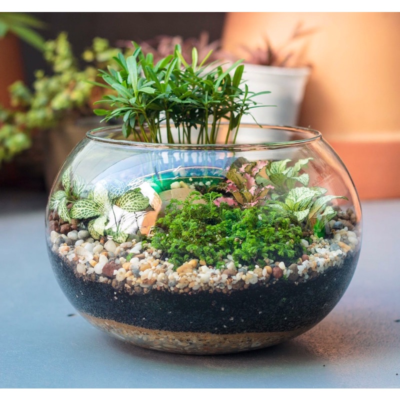 Bể Cá Tròn Phù Hợp Nuôi Cá Văn Phòng, Bàn Làm Việc | Hồ Tròn Setup Terrarium