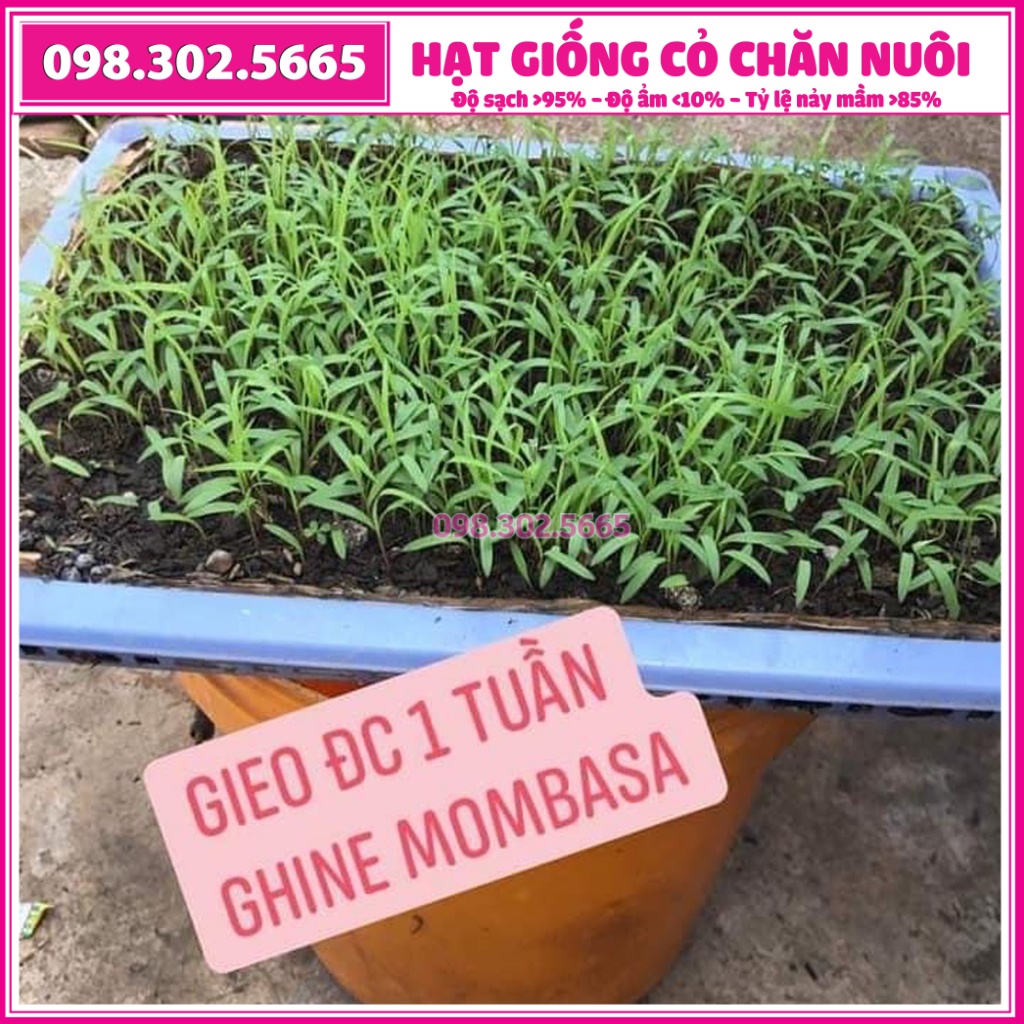 Combo 0,5kg cỏ xả Mobasa Ghine và 0,5kg cỏ Ngô Sudan Super BMR