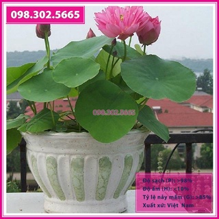 Hạt giống sen mini nhật gói 5 hạt